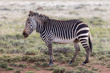zebra at mokala national park