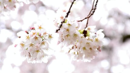 Delicate Clusters of White Cherry Blossoms in Bloom - Powered by Adobe