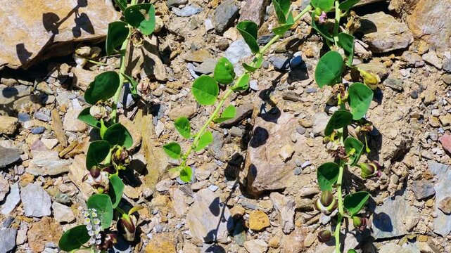 Capers in the sun on the Mediterranean coast in Gazipasa. Flowering capers on a hill by the sea near Alanya. The fruits of a thorny shrub called the caper bush. T&uuml;rkiye. 4К	