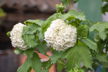White snowball hydrangea, large flowers with green leaves against the backdrop of an old house