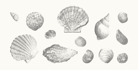 Seashells vector illustration collection. Trendy stippling photocopy effect