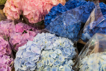 Colorful hydrangea flower bouquets.