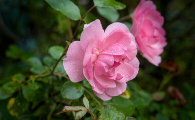 pink rose with drops of water on the petals after rain