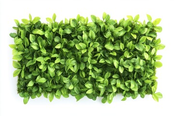 Obraz premium Green artificial plant mat isolated on white background