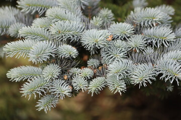 Blue spruce Picea pungens, young fir tree branches.