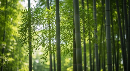 A serene bamboo forest, with its slender green stalks and lush foliage. A tranquil and natural setting evoking peace.