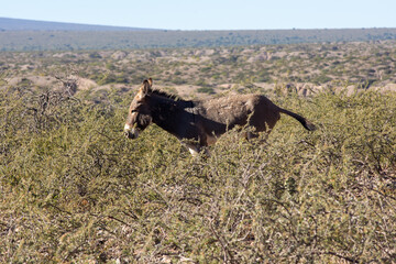 A Wild Donkey Roams the Scenic Calcaqui Valley, Salta Province, Argentina