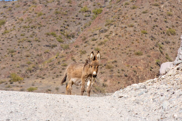 A Wild Donkey Roams the Scenic Calcaqui Valley, Salta Province, Argentina
