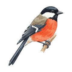 Adobe Illustrator Artwork