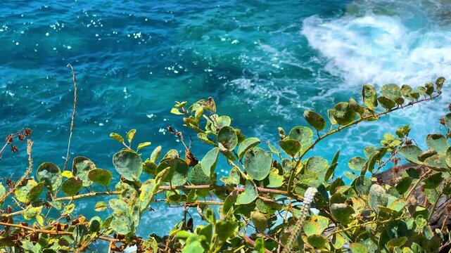 Capers in the sun on the Mediterranean coast in Gazipasa. Flowering capers on a hill by the sea near Alanya. The fruits of a thorny shrub called the caper bush. T&uuml;rkiye. 4К	