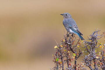 Mountain Bluebird