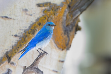 Mountain Bluebird