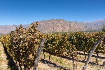 Naklejka premium Scenic vineyards in the Calchaquí Valley near Cafayate, Argentina, framed by the majestic Andes Mountains in the background