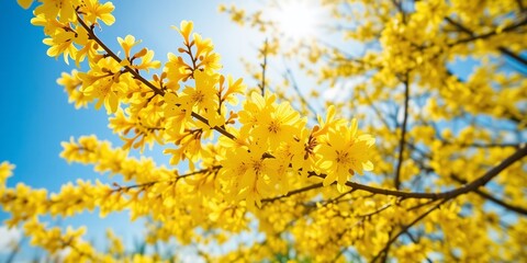 Spring Sunshine:  Forsythia Blossoms in Sunny Garden