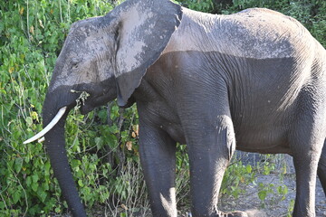 elephant 