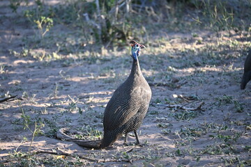 african chicken 