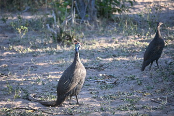 african chicken 