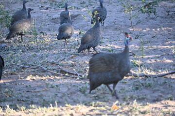 african chicken 