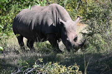 white rhino in the grass 