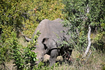white rhino in the grass  © David