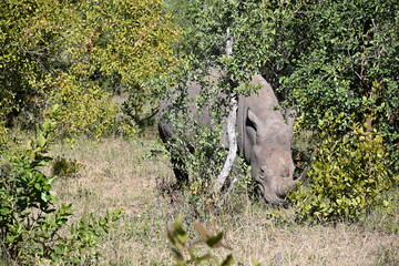white rhino in the grass 