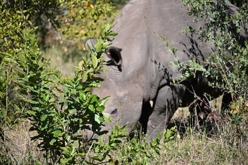 white rhino in the grass 