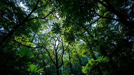 Fototapeta premium Sunlit Forest Canopy: Nature's Embrace for a Sustainable Future