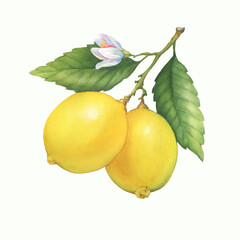 Fresh citrus yellow lemons fruit. Lemon tree branch with green leaves and flower. Watercolor hand-drawn illustration on white background 