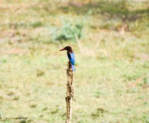 White-throated Kingfisher on a wooden pole, blurred green-yellow background.