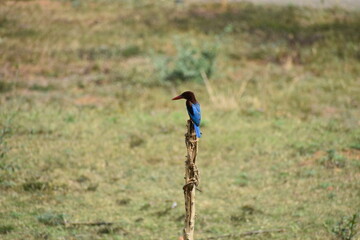 White-throated Kingfisher on a wooden pole, blurred green-yellow background.