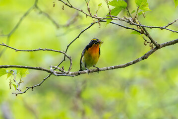 虫を咥えるキビタキ