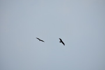 Two silhouetted birds fly against a light, overcast sky.