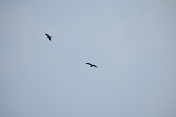 Two silhouetted birds fly against a light, overcast sky.