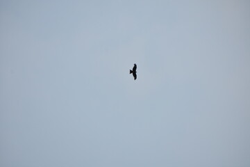 Obraz premium Bird soaring in clear sky, silhouetted against soft blue.