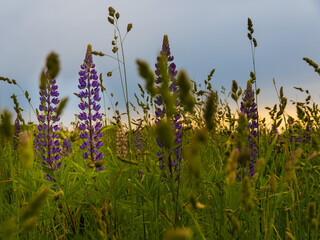 Wild Lupine blooming in the open meadow fields in Latvia. Summer photo of lupine in full bloom in golden hour