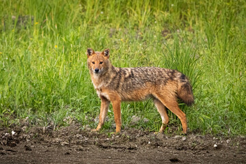 European Jackal in natural habitat looking at the camera