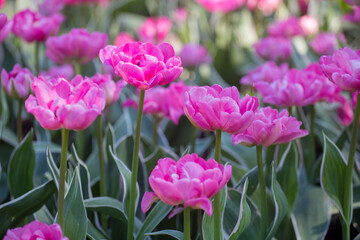 Closeup of purple tulips on a tulip field