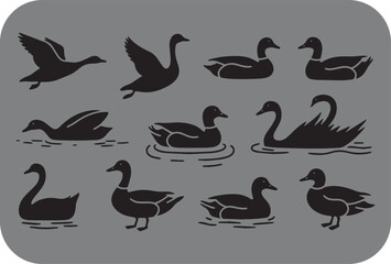 Fototapeta premium Stylized Silhouette Illustration of Ducks and Swans in Various Poses on a Gray Background with Rounded Corners Featuring Flying Swimming and Standing Birds