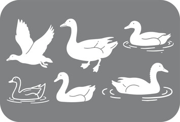 Obraz premium Stylized White Duck and Goose Silhouettes on Gray Background Including Flying Standing and Swimming Poses with Water Ripples Simple Vector Illustration This image