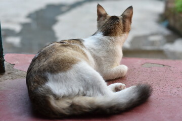 Fototapeta premium Cat sitting on a red surface, looking away, brown and white fur.