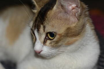 Close-up of a domestic cat with yellow eyes, white and brown fur.