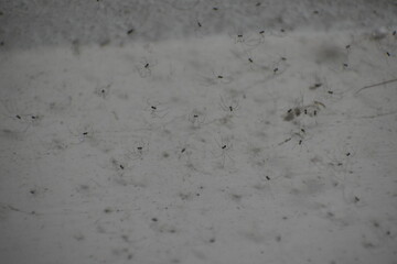 Pale, textured surface with many small, dark spider