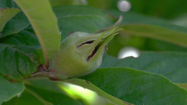 Medlar immature fruits, young (Mespilus germanica) - (4K)