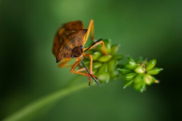 bug on leaf