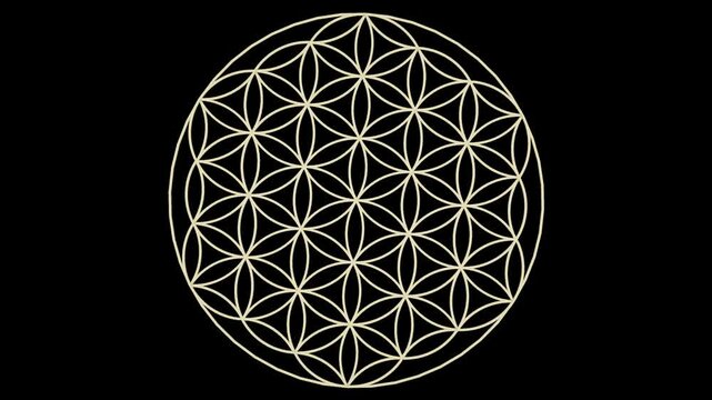 flower and seed of life animation on transparent background. Video footage 4K.	