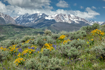 Alpine wildflowers in Colorado