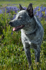 Australian Blue Heeler in the lupine flowered meadow
