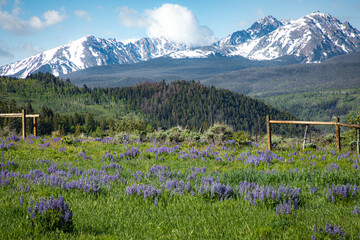 Alpine meadow in the high country of Colorado