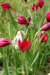 Tulips rocks grass. mountain wild tulips.High quality photo