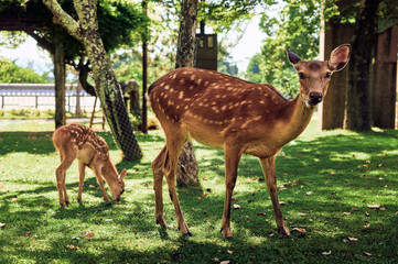 nara deer park nature japan
